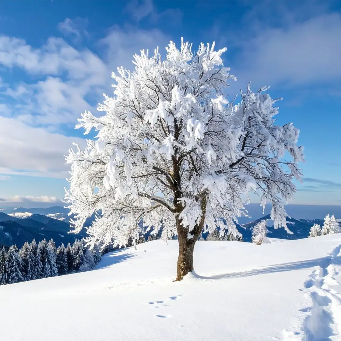 Winter Weather: From Snowflakes to Extreme Snowfall