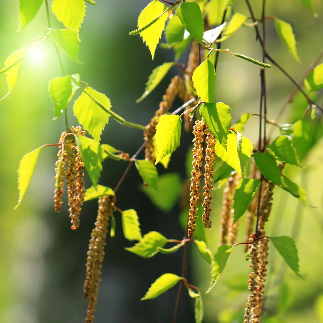 Spring in the Air: How CAMS Pollen Forecasts Are Made